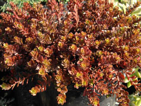 Sedum makinoi